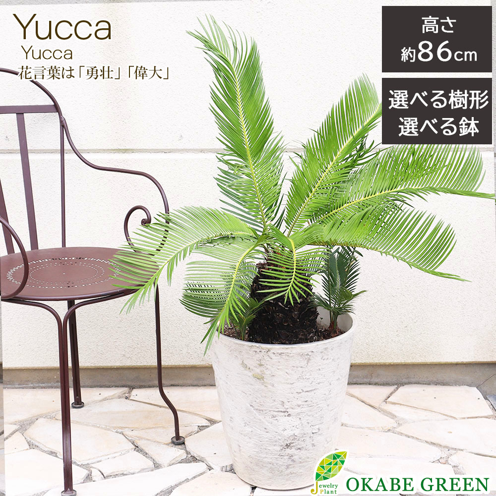 観葉植物 10号 ソテツ」の人気商品一覧 | 安い商品を通販サイトから