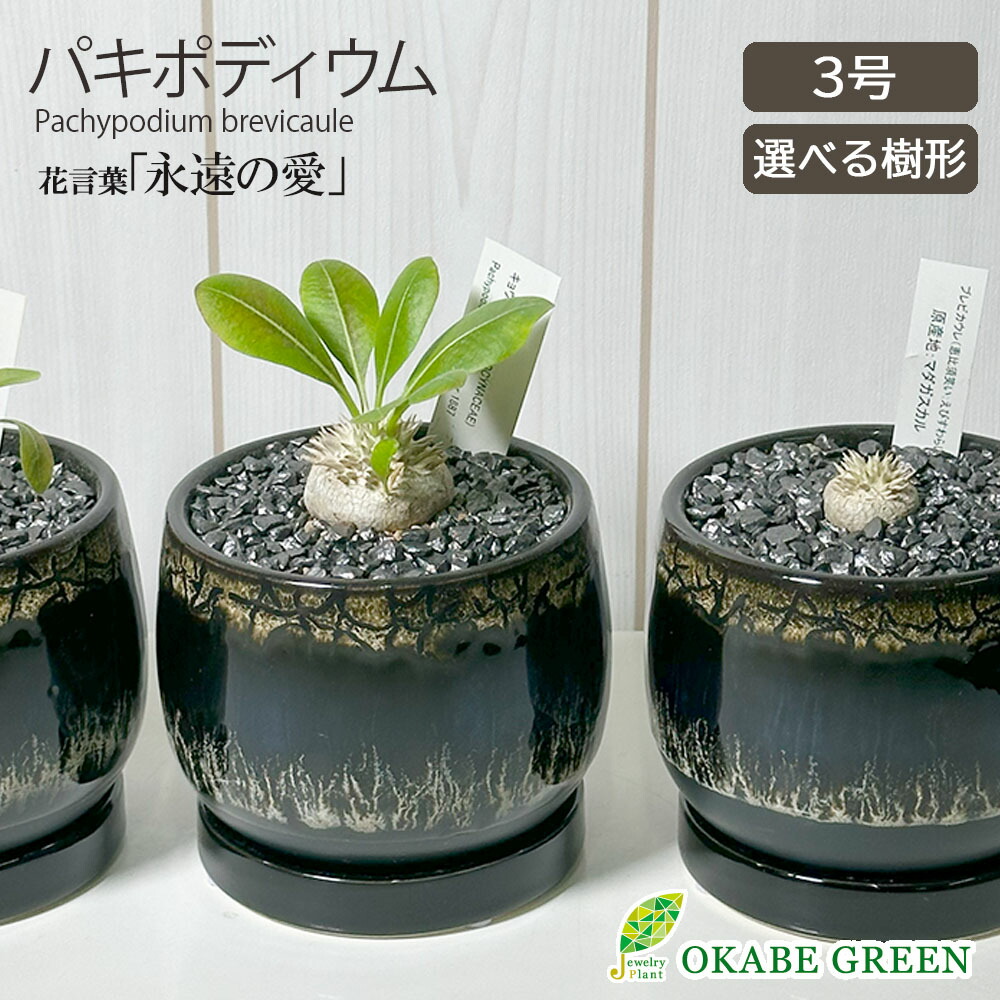 楽天市場】【2個同時購入10％OFFクーポン配布中】 観葉植物 小さい