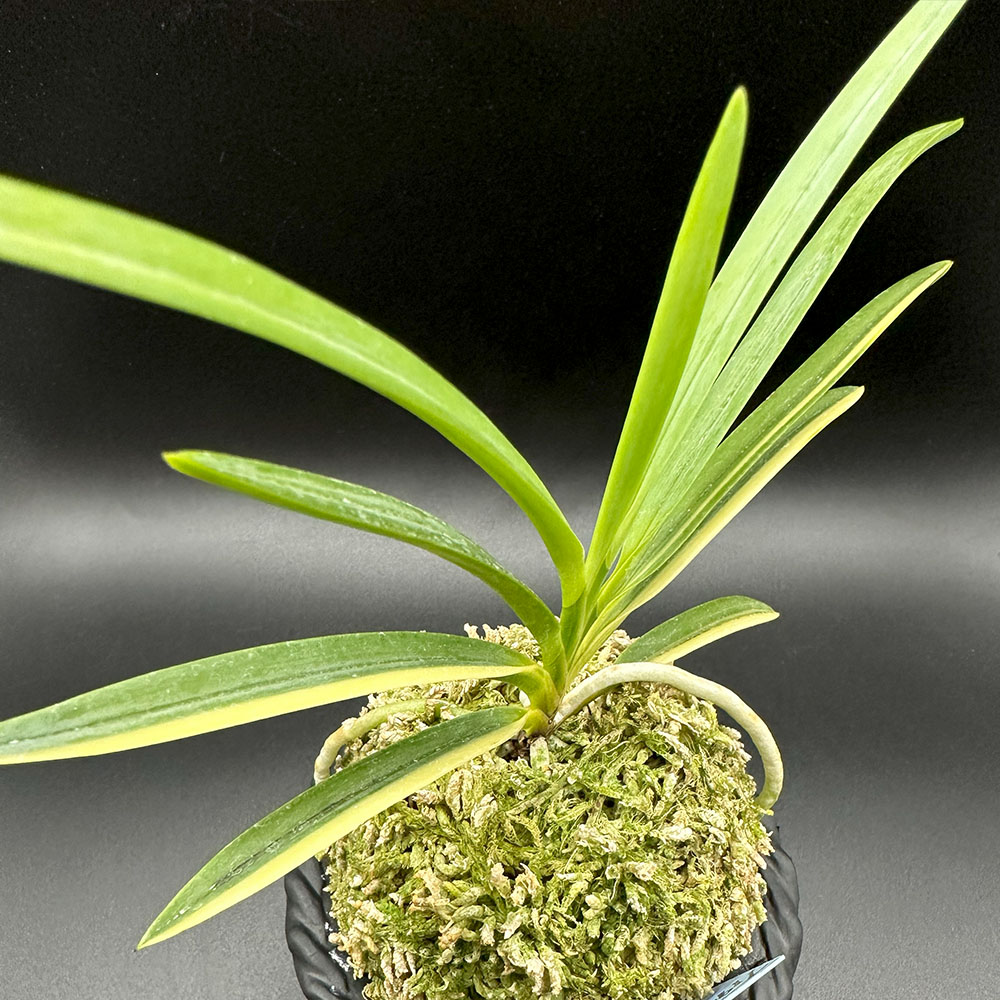 楽天市場】富貴蘭 風蘭 蘭 建国縞 【現品】 ケンコクシマ 1本立 限品