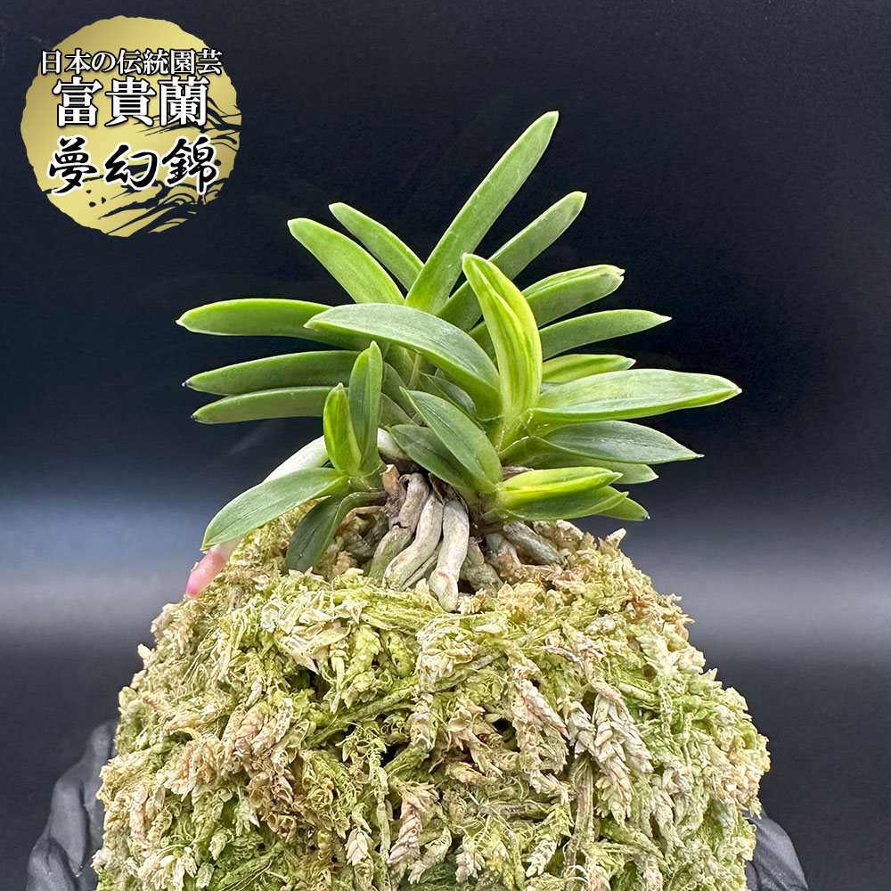 楽天市場】【2個同時購入10％OFFクーポン配布中】 富貴蘭 風蘭 蘭 夢幻