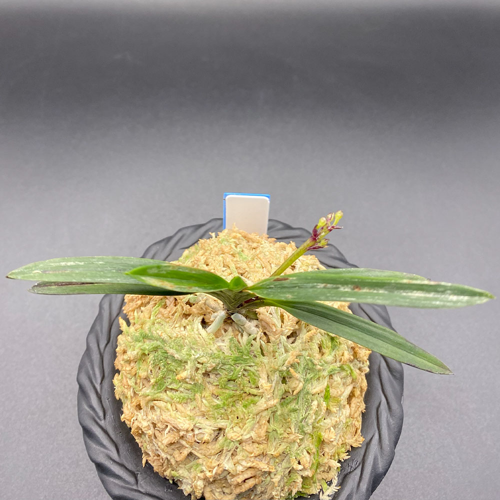 楽天市場】【2個同時購入10％OFFクーポン配布中】 富貴蘭 黒牡丹