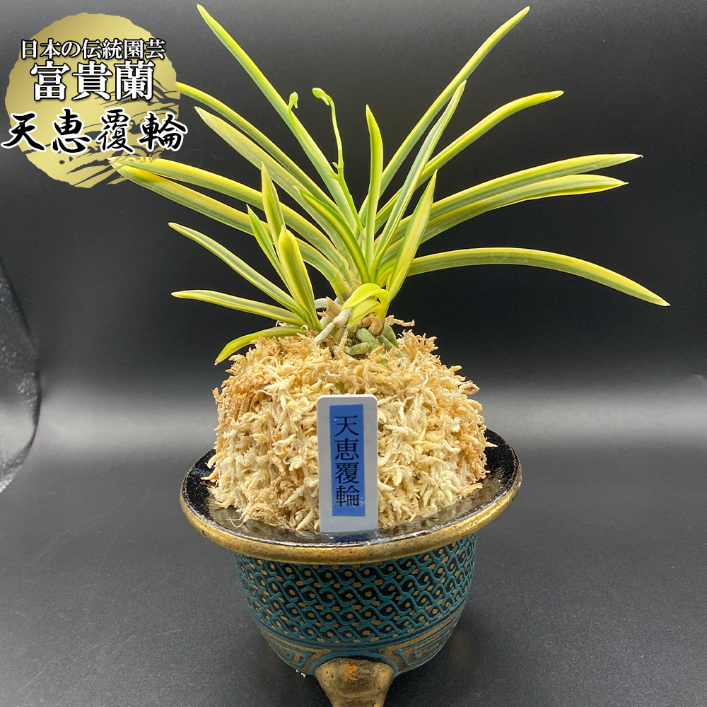 楽天市場】富貴蘭 風蘭 蘭 天恵覆輪 【現品】 てんけいふくりん 4本立