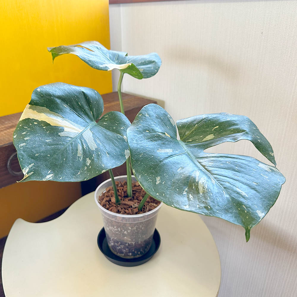 楽天市場】観葉植物 大型 モンステラ 斑入り デリシオーサ タイ