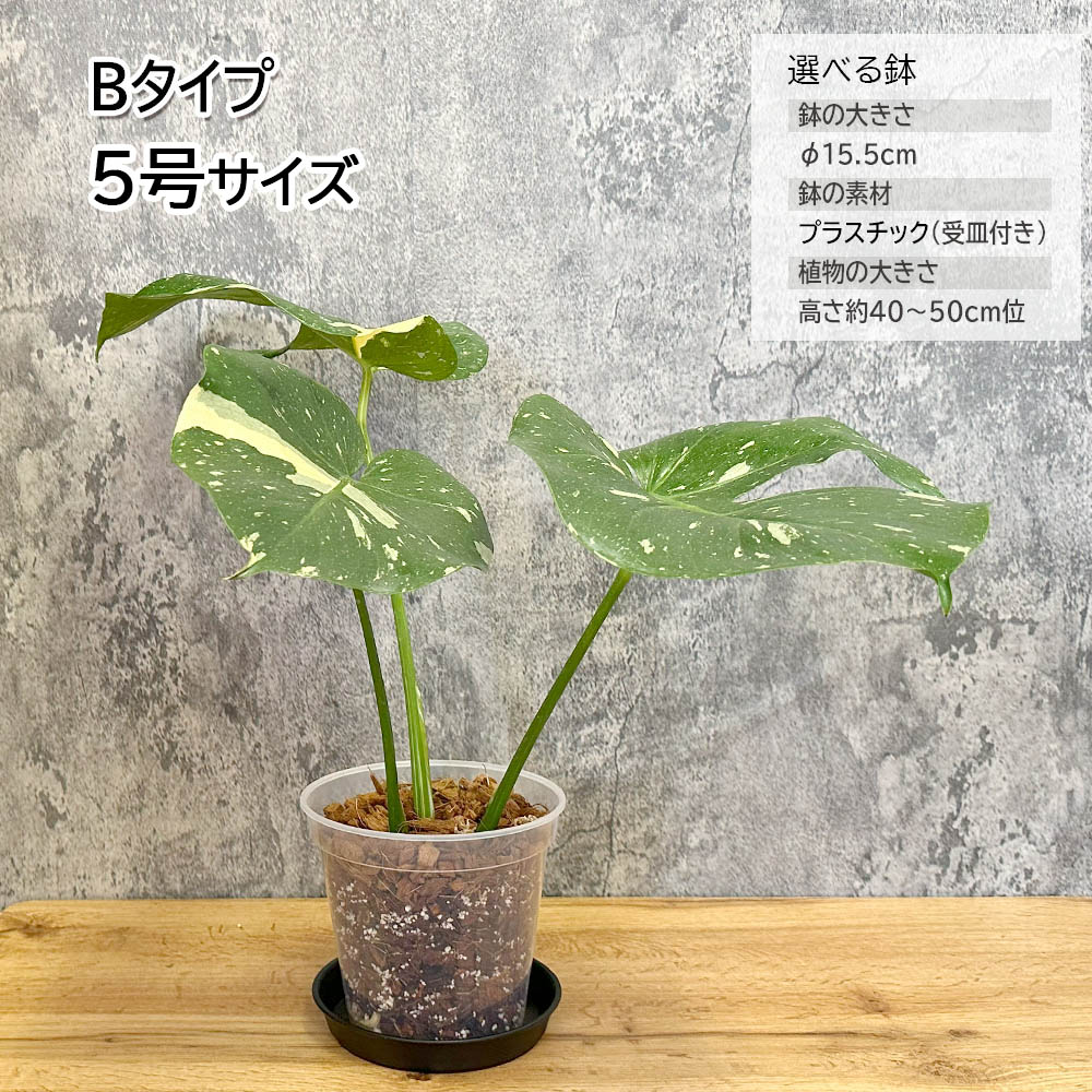 楽天市場】観葉植物 大型 モンステラ 斑入り デリシオーサ タイ