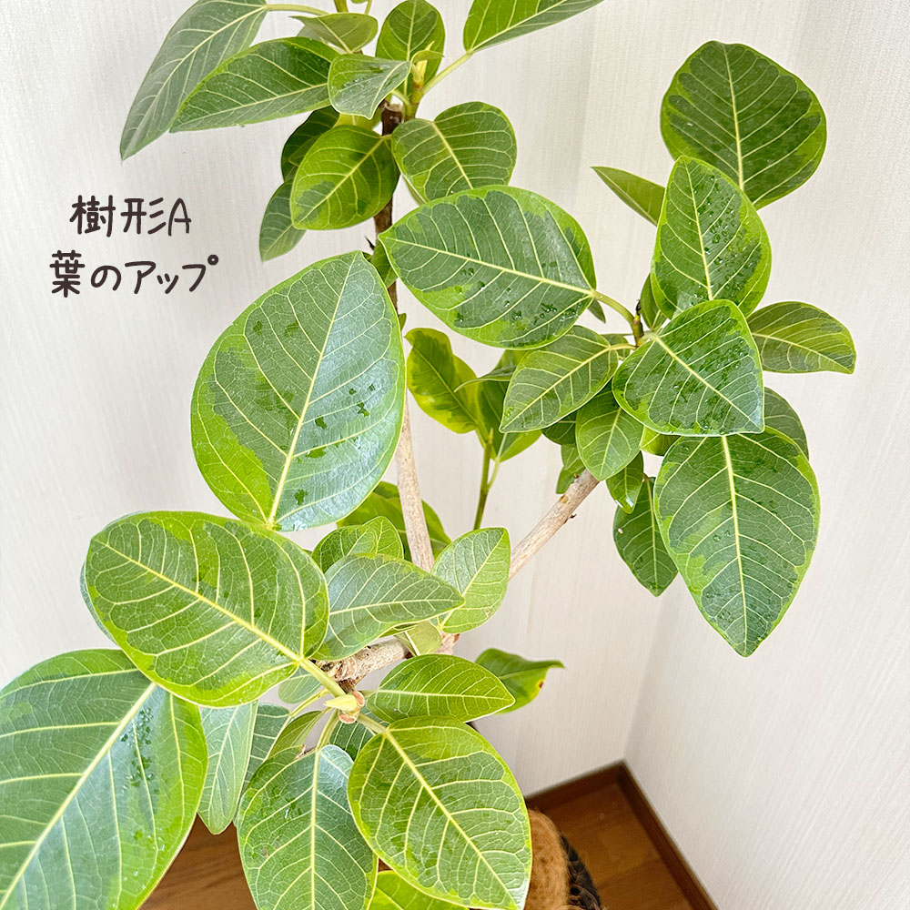 楽天市場】観葉植物 大型 ゴムの木 フィカス アルテシマ 幹曲がり