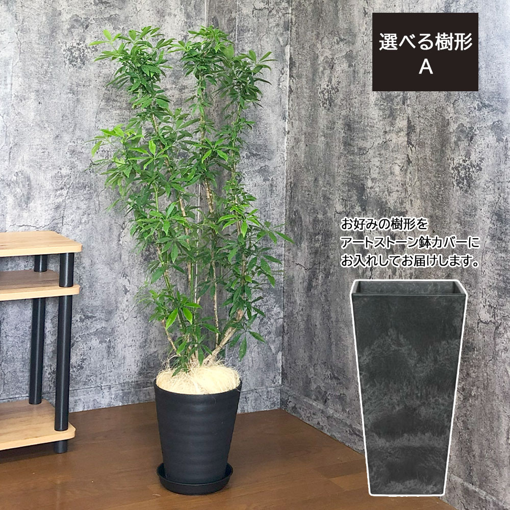 楽天市場】観葉植物 大型 シェフレラ ホンコンカポック 7号 【現品