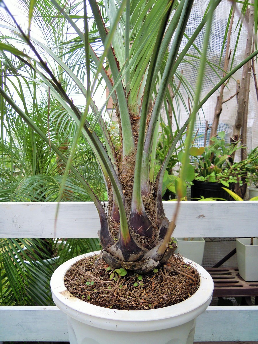 楽天市場】ココスヤシ ヤシの木 10号 耐寒性ヤシ 外構エクステリア