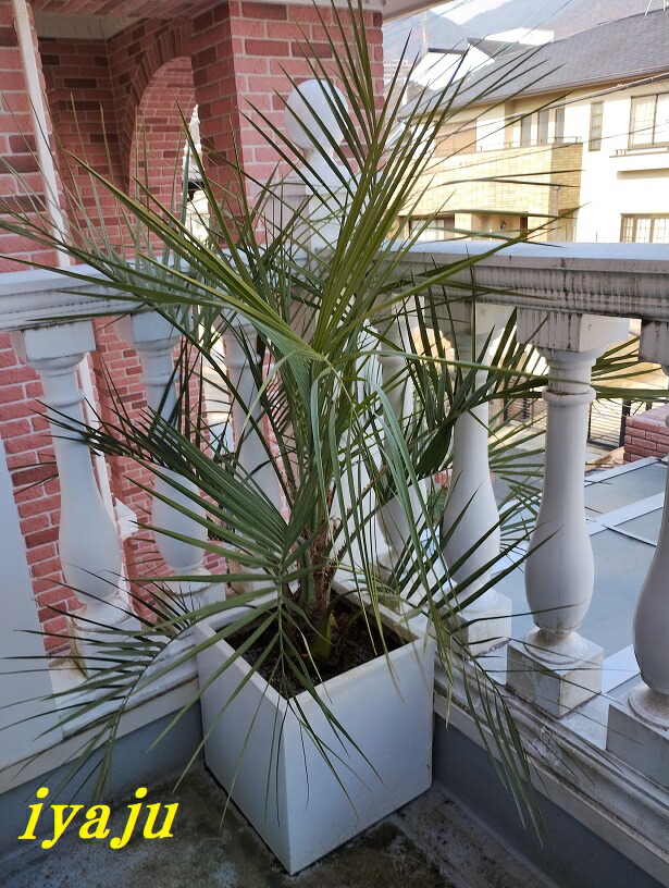 断捨離中 ココスヤシ カルフォルニアスタイル ヤシの木 送料込み価格