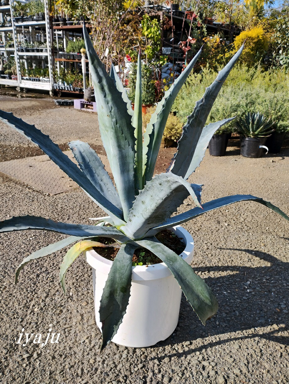 楽天市場】アガベ アメリカーナ 大の通販