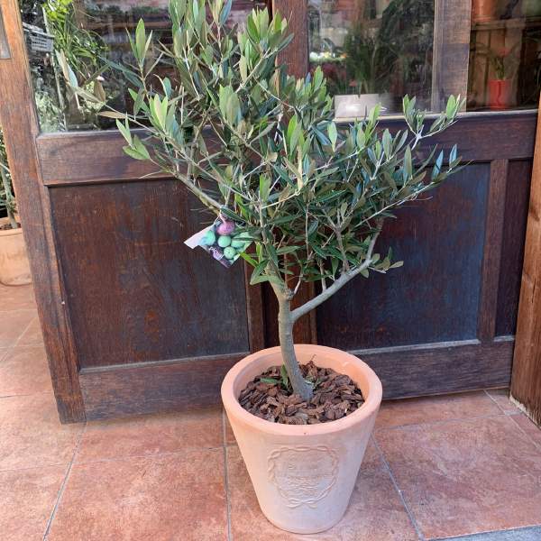 観葉植物 オリーブの木 現品」の人気商品一覧 | 安い商品を通販サイト