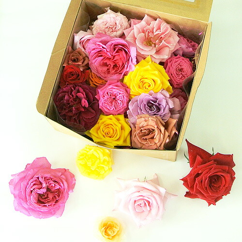 楽天市場】【今だけ30%OFF】まるで宝石箱!! 天使のバラ フラワー