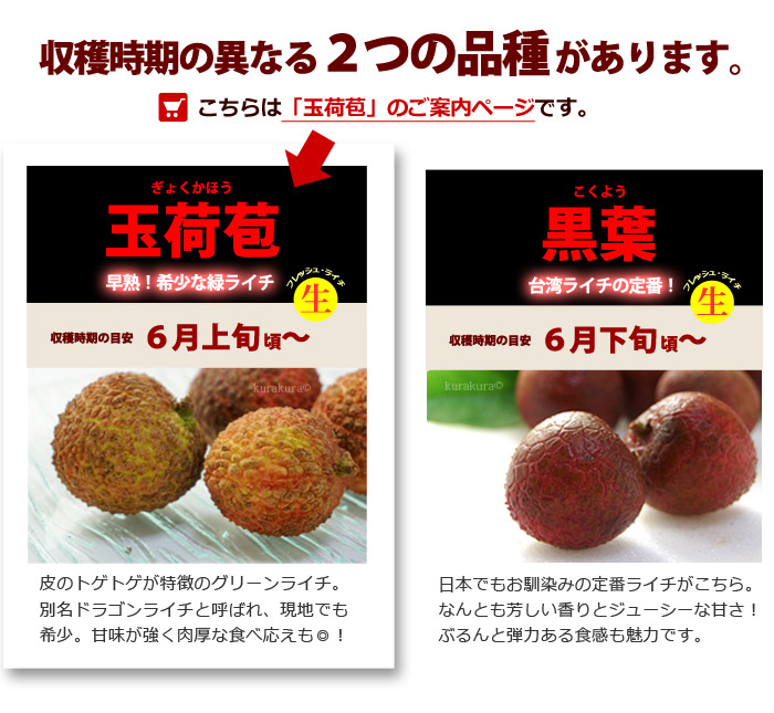 楽天市場】台湾ライチ 玉荷包 (約3kg) 台湾産 玉荷苞 ライチ 生ライチ