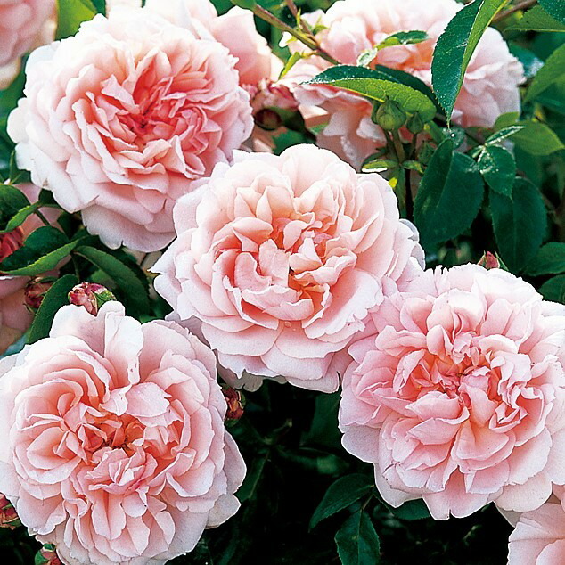 バラ苗 切りバラ苗 Whib♡ Abb♡y Rose 苗 バラ苗 【ワイルドイブ