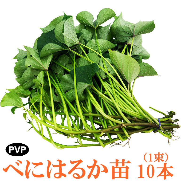 苗 紅はるか」の人気商品一覧 | 安い商品を通販サイトから探す - 価格.com