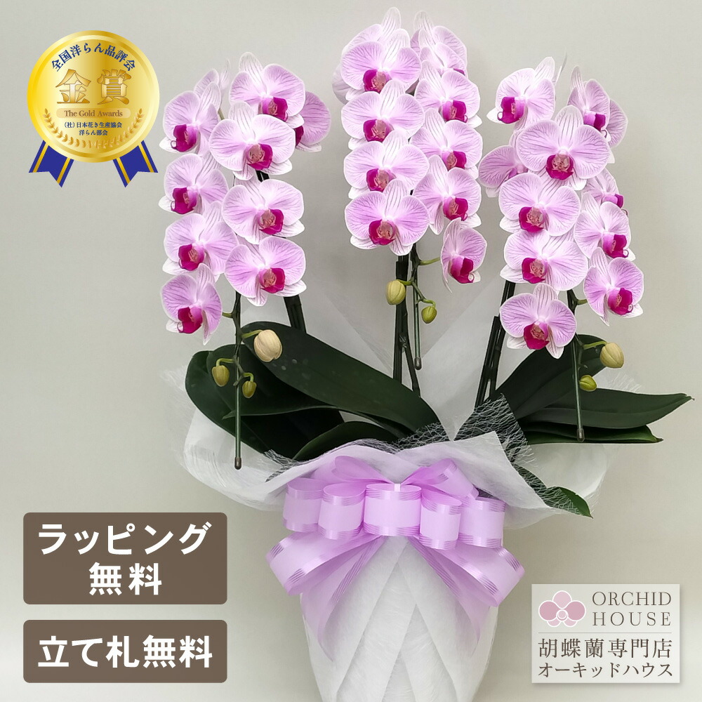 生花 胡蝶蘭 鉢植え」の人気商品一覧 | 安い商品を通販サイトから探す