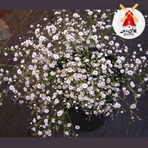 楽天市場】◇かすみ草5本◇バラ50本とのセット用 : フラワーショップ