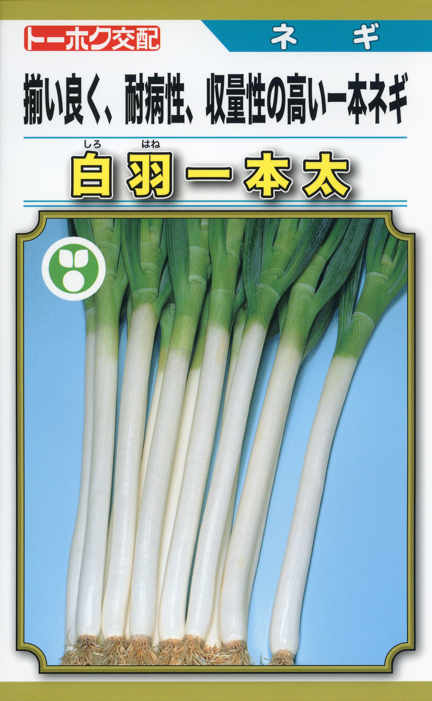 ネギ種「項羽一本太」15000粒 楽天市場】ネギ 種 白羽一本太