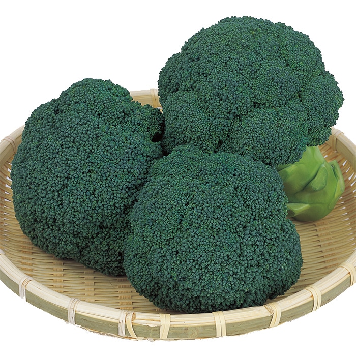 楽天市場】ブロッコリー 種 おはよう 【2000粒】 大袋 営利用 サカタ