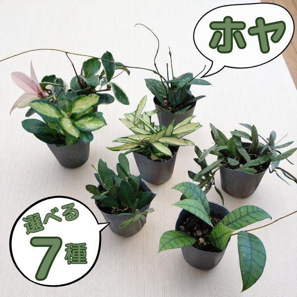 楽天市場】ホヤ 3号苗 選べる7種 サクララン 観葉植物 多肉植物 : 多気