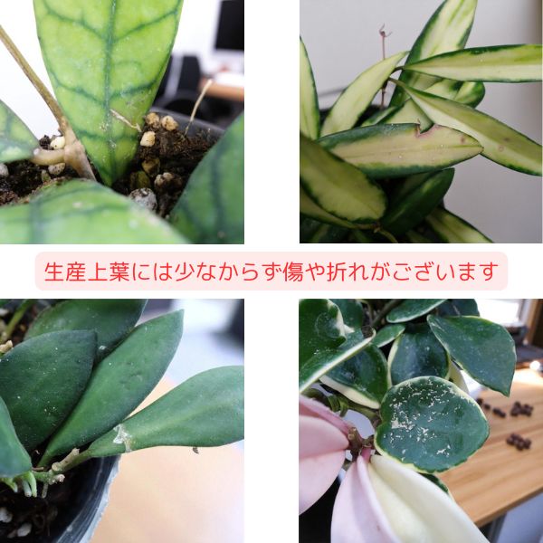 楽天市場】ホヤ 3号苗 選べる7種 サクララン 観葉植物 多肉植物 : 多気