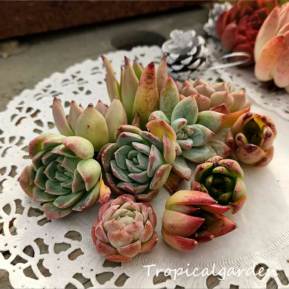 楽天市場】寄せ植え 20セット 寄せ植え用 多肉植物 エケベリア お任せ9