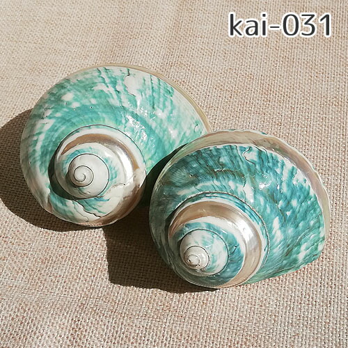 楽天市場】巻貝 貝殻 青緑 白 ブルーグリーン系 ホワイト系 海 マリン