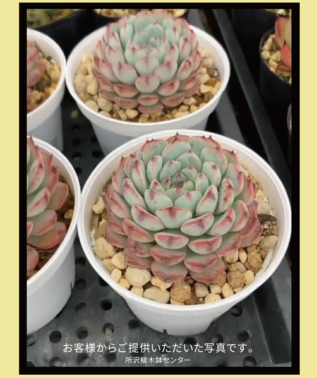 楽天市場】Sポット60 白 35個セット + 専用トレー PMT-35白（ホワイト