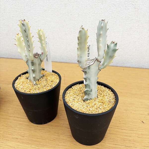 楽天市場】タニクショクブツ 希少 多肉植物 ユーフォルビア ホワイト