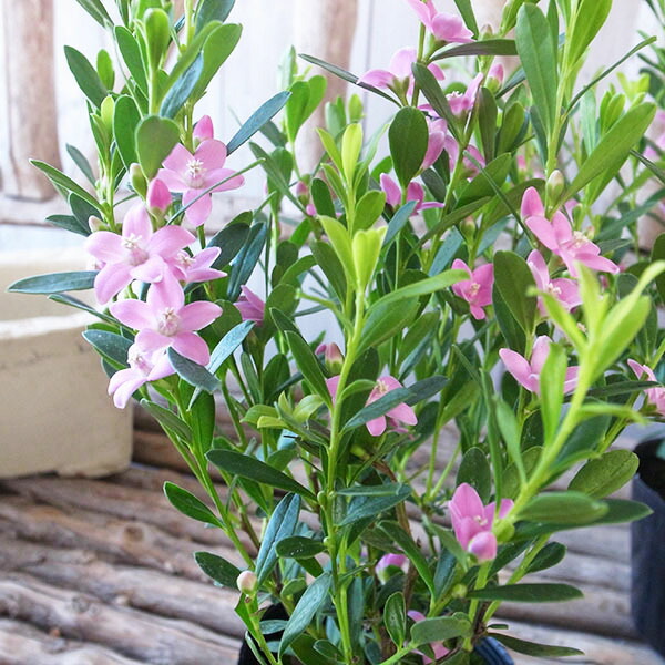 楽天市場】サザンクロス・ピンクスター 3.5号POT苗 大輪種 : 母の日 花