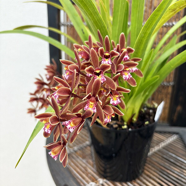 楽天市場】キンリョウヘン 金稜辺 花芽2芽付き 日本ミツバチを集める花