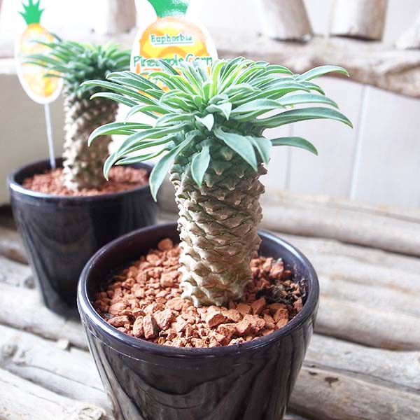 楽天市場】ユーフォルビア（種類（植物）サボテン）の通販