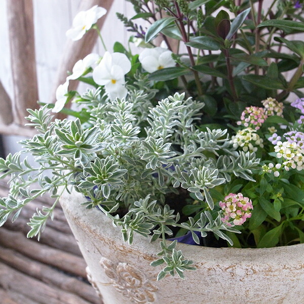 楽天市場】オーストラリアンローズマリー ウエストリンギア スモーキー