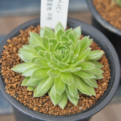 楽天市場】多肉植物 センペルビウム テラコッタベイビー Sempervium