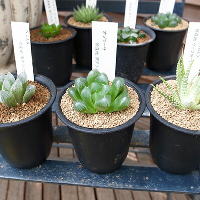 楽天市場】多肉植物 ハオルチア 3株セット タニクショクブツ Haworthia