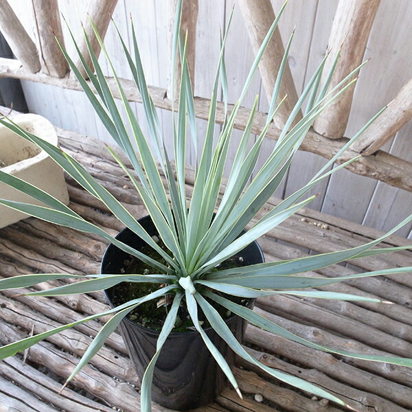 楽天市場】ユッカ ロストラータ 5号鉢 レアな希少種 送料無料 高さ45cm