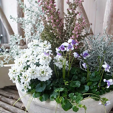 楽天市場】簡単に作れる 寄せ植え 5株セット アワユキエリカ パンダ