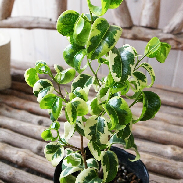 楽天市場】ベンジャミン シタシオン斑入り 3号 POT苗 観葉植物 希少種