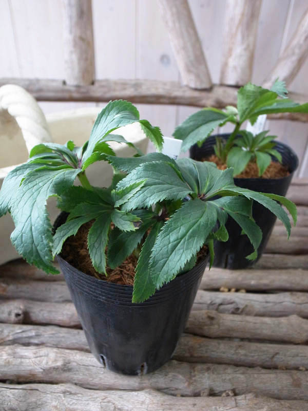 楽天市場】珍しい クリスマスローズ原種 オキシデンタリス苗/販売/通販