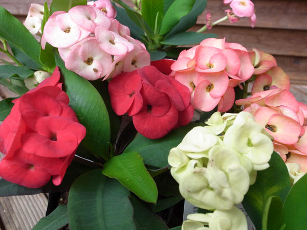 楽天市場】花キリン 八福神 パーシェン 2株セット 大輪花と花色が魅力