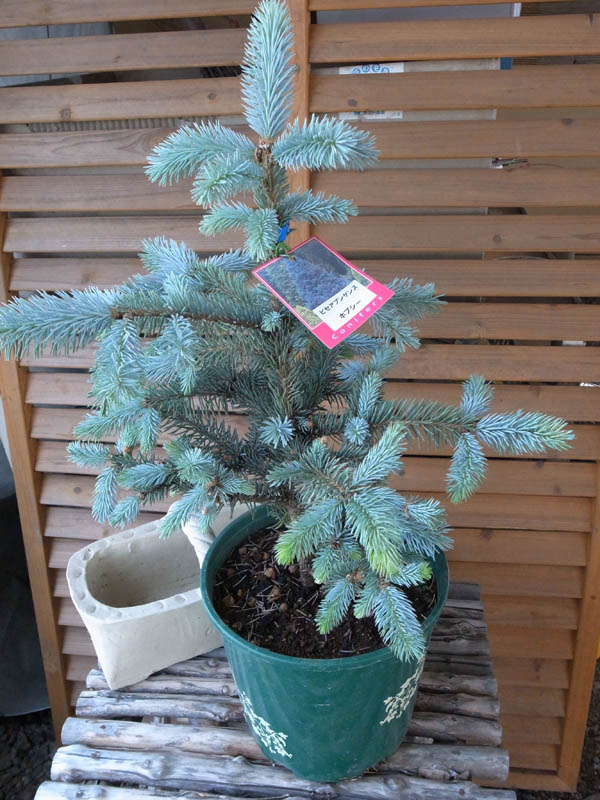 楽天市場】ピセアプンゲンス ホプシー7号サイズ 観葉植物 高さ70cm