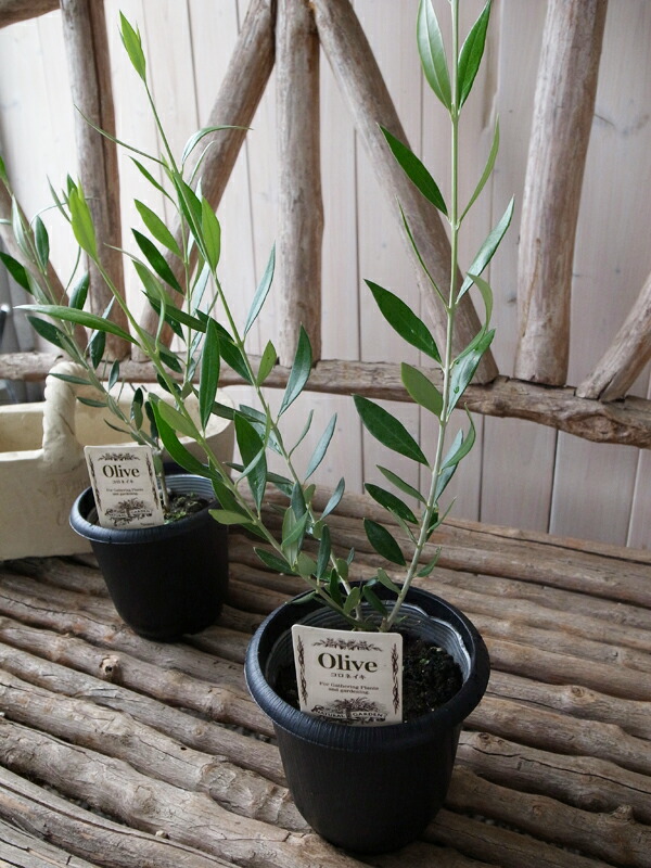 楽天市場】オリーブの木 コロネイキ 4号鉢 苗木 テーブルサイズ 観葉