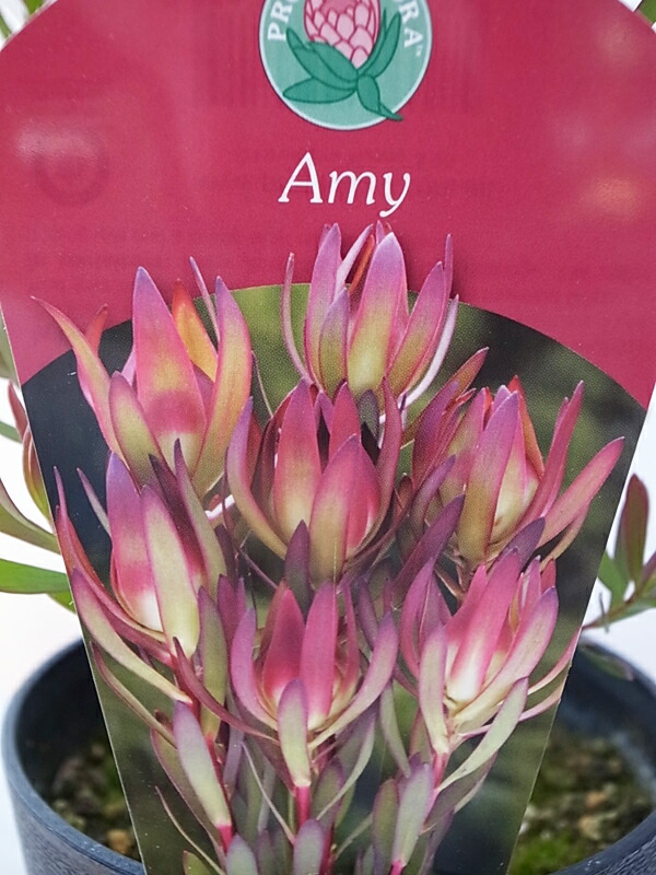 楽天市場】リューカデンドロン エイミー Amy 5号鉢 高さ45cmセンチ