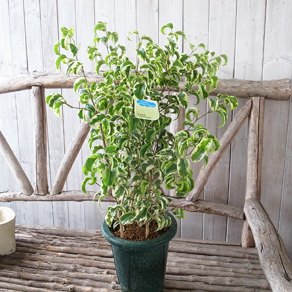 楽天市場】ベンジャミン 観葉植物 シタシオン 斑入り 6号サイズ 鉢植え