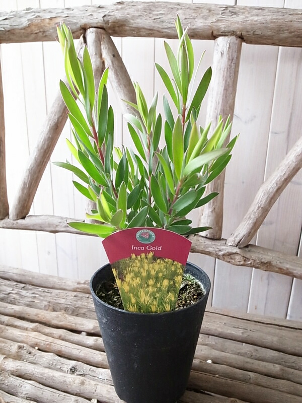 楽天市場】リューカデンドロン インカゴールド Icna Goid 鉢植え 5号