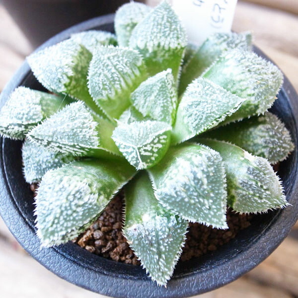 楽天市場】多肉植物 ハオルチア 新氷砂糖 ピグマエア錦とウイミーの