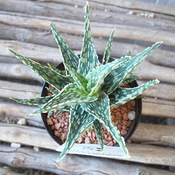 楽天市場】ハイブリッド アロエ 3号サイズ 鉢植え 多肉植物 タニク