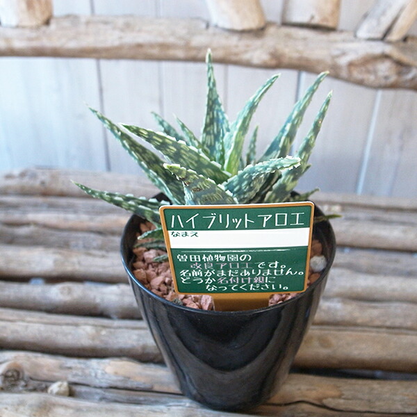 楽天市場】ハイブリッド アロエ 3号サイズ 鉢植え 多肉植物 タニク