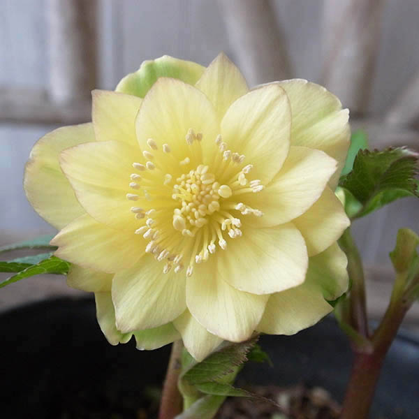 楽天市場】クリスマスローズ ダブル 開花株 シャンパンゴールド