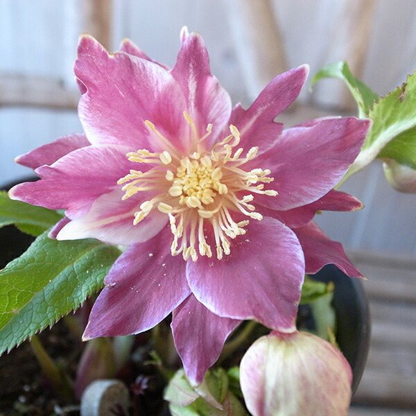 楽天市場】クリスマスローズ ダブル 開花株 レッドゴールド