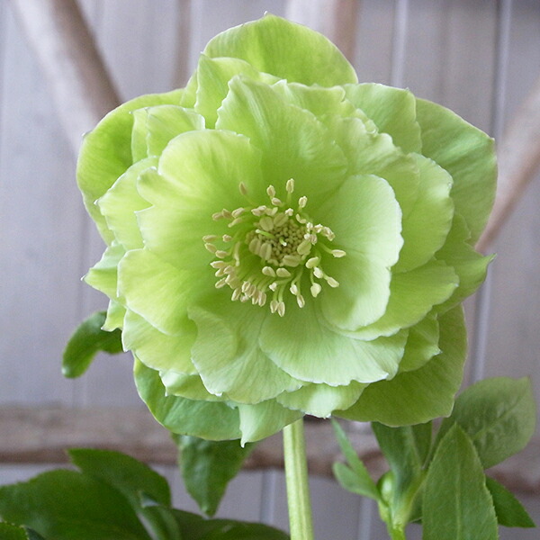 楽天市場】クリスマスローズ ダブル 開花株 グリーン淡白ピコティ 5号